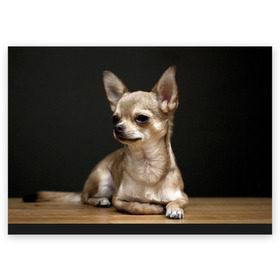 Поздравительная открытка с принтом Чихуахуа в Санкт-Петербурге, 100% бумага | плотность бумаги 280 г/м2, матовая, на обратной стороне линовка и место для марки
 | животное | порода | собака | чихуахуа