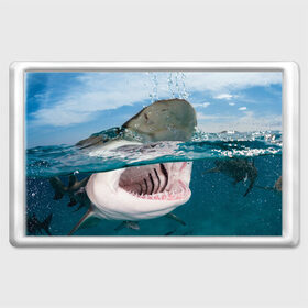 Магнит 45*70 с принтом Хищная акула в Санкт-Петербурге, Пластик | Размер: 78*52 мм; Размер печати: 70*45 | акула | море | океан | природа | хищник