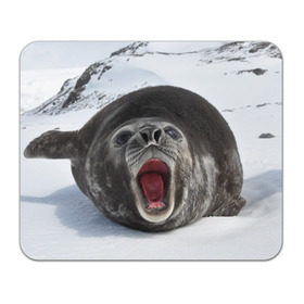 Коврик прямоугольный с принтом Морской тюлень в Санкт-Петербурге, натуральный каучук | размер 230 х 185 мм; запечатка лицевой стороны | животное | зима | море | океан | снег | тюлень