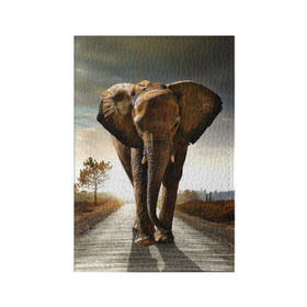 Обложка для паспорта матовая кожа с принтом Дикий слон в Санкт-Петербурге, натуральная матовая кожа | размер 19,3 х 13,7 см; прозрачные пластиковые крепления | слон