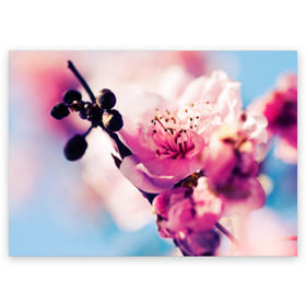 Поздравительная открытка с принтом Цветущая вишня в Санкт-Петербурге, 100% бумага | плотность бумаги 280 г/м2, матовая, на обратной стороне линовка и место для марки
 | вишня | дерево | небо | природа | черешня | ягода