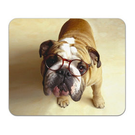 Коврик прямоугольный с принтом Бульдог в очках в Санкт-Петербурге, натуральный каучук | размер 230 х 185 мм; запечатка лицевой стороны | бульдог в очках | домашнее | животное | очки | пес | прикол | собака | умный | ученый