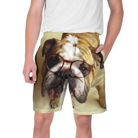 Мужские шорты 3D с принтом Бульдог в очках в Санкт-Петербурге,  полиэстер 100% | прямой крой, два кармана без застежек по бокам. Мягкая трикотажная резинка на поясе, внутри которой широкие завязки. Длина чуть выше колен | бульдог в очках | домашнее | животное | очки | пес | прикол | собака | умный | ученый