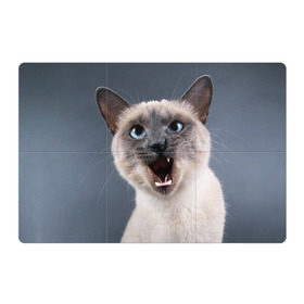 Магнитный плакат 3Х2 с принтом Злой кот в Санкт-Петербурге, Полимерный материал с магнитным слоем | 6 деталей размером 9*9 см | Тематика изображения на принте: взгляд | домашнее | животное | злой | зубы | клыки | кот | котэ | кошка | оскал | сеамский