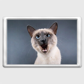 Магнит 45*70 с принтом Злой кот в Санкт-Петербурге, Пластик | Размер: 78*52 мм; Размер печати: 70*45 | Тематика изображения на принте: взгляд | домашнее | животное | злой | зубы | клыки | кот | котэ | кошка | оскал | сеамский
