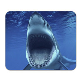 Коврик прямоугольный с принтом Белая акула в Санкт-Петербурге, натуральный каучук | размер 230 х 185 мм; запечатка лицевой стороны | shark | море | синий
