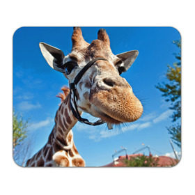 Коврик прямоугольный с принтом Прикольный жираф в Санкт-Петербурге, натуральный каучук | размер 230 х 185 мм; запечатка лицевой стороны | африка | животное | жираф | небо | природа