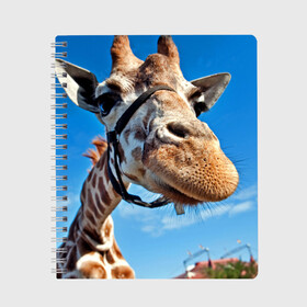 Тетрадь с принтом Прикольный жираф в Санкт-Петербурге, 100% бумага | 48 листов, плотность листов — 60 г/м2, плотность картонной обложки — 250 г/м2. Листы скреплены сбоку удобной пружинной спиралью. Уголки страниц и обложки скругленные. Цвет линий — светло-серый
 | африка | животное | жираф | небо | природа