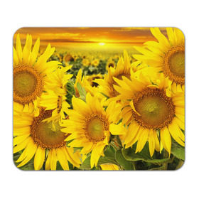 Коврик прямоугольный с принтом Подсолнухи в Санкт-Петербурге, натуральный каучук | размер 230 х 185 мм; запечатка лицевой стороны | желтый | солнце | цветок | яркий