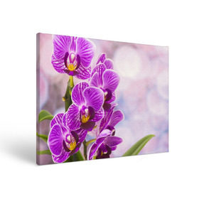 Холст прямоугольный с принтом Божественная орхидея в Санкт-Петербурге, 100% ПВХ |  | 8 марта | букет | весна | красота | куст | лето | орхидея | подарок | сиреневый цвет | цветок | шикарный цветочек