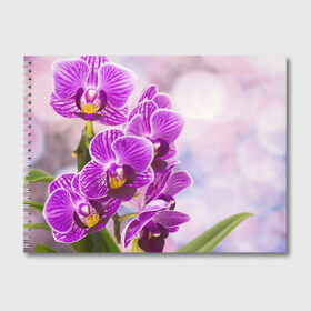 Альбом для рисования с принтом Божественная орхидея в Санкт-Петербурге, 100% бумага
 | матовая бумага, плотность 200 мг. | 8 марта | букет | весна | красота | куст | лето | орхидея | подарок | сиреневый цвет | цветок | шикарный цветочек