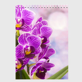 Скетчбук с принтом Божественная орхидея в Санкт-Петербурге, 100% бумага
 | 48 листов, плотность листов — 100 г/м2, плотность картонной обложки — 250 г/м2. Листы скреплены сверху удобной пружинной спиралью | 8 марта | букет | весна | красота | куст | лето | орхидея | подарок | сиреневый цвет | цветок | шикарный цветочек