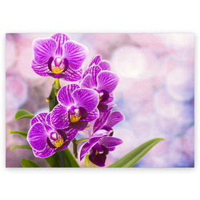 Поздравительная открытка с принтом Божественная орхидея в Санкт-Петербурге, 100% бумага | плотность бумаги 280 г/м2, матовая, на обратной стороне линовка и место для марки
 | Тематика изображения на принте: 8 марта | букет | весна | красота | куст | лето | орхидея | подарок | сиреневый цвет | цветок | шикарный цветочек