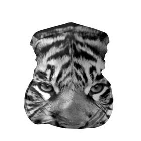 Бандана-труба 3D с принтом Красавец тигр в Санкт-Петербурге, 100% полиэстер, ткань с особыми свойствами — Activecool | плотность 150‒180 г/м2; хорошо тянется, но сохраняет форму | Тематика изображения на принте: джунгли | дикая кошка | животные | зверь | король | кровь | мясо | опасность | охотник | тигр | хищник | царь | цирк