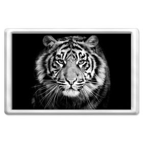 Магнит 45*70 с принтом Красавец тигр в Санкт-Петербурге, Пластик | Размер: 78*52 мм; Размер печати: 70*45 | джунгли | дикая кошка | животные | зверь | король | кровь | мясо | опасность | охотник | тигр | хищник | царь | цирк