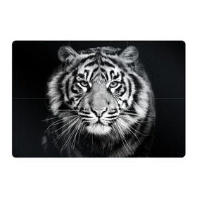 Магнитный плакат 3Х2 с принтом Красавец тигр в Санкт-Петербурге, Полимерный материал с магнитным слоем | 6 деталей размером 9*9 см | джунгли | дикая кошка | животные | зверь | король | кровь | мясо | опасность | охотник | тигр | хищник | царь | цирк