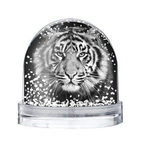 Снежный шар с принтом Красавец тигр в Санкт-Петербурге, Пластик | Изображение внутри шара печатается на глянцевой фотобумаге с двух сторон | джунгли | дикая кошка | животные | зверь | король | кровь | мясо | опасность | охотник | тигр | хищник | царь | цирк