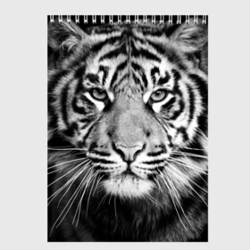 Скетчбук с принтом Красавец тигр в Санкт-Петербурге, 100% бумага
 | 48 листов, плотность листов — 100 г/м2, плотность картонной обложки — 250 г/м2. Листы скреплены сверху удобной пружинной спиралью | Тематика изображения на принте: джунгли | дикая кошка | животные | зверь | король | кровь | мясо | опасность | охотник | тигр | хищник | царь | цирк