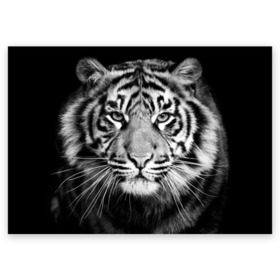 Поздравительная открытка с принтом Красавец тигр в Санкт-Петербурге, 100% бумага | плотность бумаги 280 г/м2, матовая, на обратной стороне линовка и место для марки
 | Тематика изображения на принте: джунгли | дикая кошка | животные | зверь | король | кровь | мясо | опасность | охотник | тигр | хищник | царь | цирк