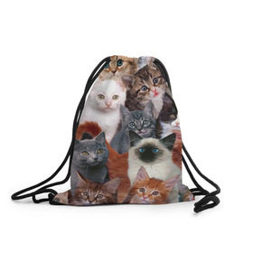 Рюкзак-мешок 3D с принтом Котики в Санкт-Петербурге, 100% полиэстер | плотность ткани — 200 г/м2, размер — 35 х 45 см; лямки — толстые шнурки, застежка на шнуровке, без карманов и подкладки | cat | cats | кот | котик | коты | котята
