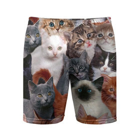 Мужские шорты 3D спортивные с принтом Котики в Санкт-Петербурге,  |  | cat | cats | кот | котик | коты | котята