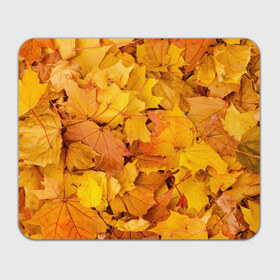 Коврик прямоугольный с принтом Золотая листва в Санкт-Петербурге, натуральный каучук | размер 230 х 185 мм; запечатка лицевой стороны | жёлтый осень | золото | листья