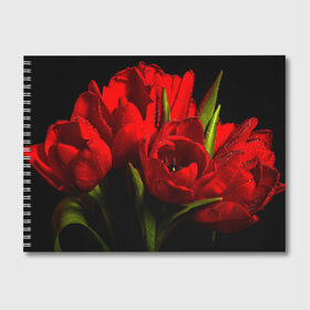 Альбом для рисования с принтом Тюльпаны в Санкт-Петербурге, 100% бумага
 | матовая бумага, плотность 200 мг. | букет | красота | поле | природа | тюльпаны | цветы