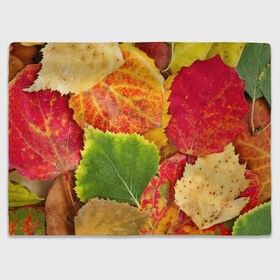 Плед 3D с принтом Осень в Санкт-Петербурге, 100% полиэстер | закругленные углы, все края обработаны. Ткань не мнется и не растягивается | берёза | дары осени | жёлтый | зелёный | золотой | краски | красный | красота | листва | листья | наряд | оранжевый | осень | осина | покров | природа