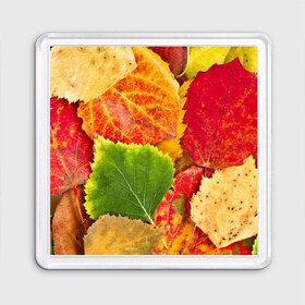 Магнит 55*55 с принтом Осень в Санкт-Петербурге, Пластик | Размер: 65*65 мм; Размер печати: 55*55 мм | Тематика изображения на принте: берёза | дары осени | жёлтый | зелёный | золотой | краски | красный | красота | листва | листья | наряд | оранжевый | осень | осина | покров | природа