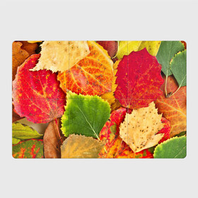 Магнитный плакат 3Х2 с принтом Осень в Санкт-Петербурге, Полимерный материал с магнитным слоем | 6 деталей размером 9*9 см | Тематика изображения на принте: берёза | дары осени | жёлтый | зелёный | золотой | краски | красный | красота | листва | листья | наряд | оранжевый | осень | осина | покров | природа