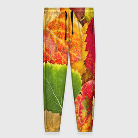 Женские брюки 3D с принтом Осень в Санкт-Петербурге, полиэстер 100% | прямой крой, два кармана без застежек по бокам, с мягкой трикотажной резинкой на поясе и по низу штанин. В поясе для дополнительного комфорта — широкие завязки | берёза | дары осени | жёлтый | зелёный | золотой | краски | красный | красота | листва | листья | наряд | оранжевый | осень | осина | покров | природа