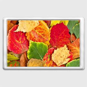 Магнит 45*70 с принтом Осень в Санкт-Петербурге, Пластик | Размер: 78*52 мм; Размер печати: 70*45 | Тематика изображения на принте: берёза | дары осени | жёлтый | зелёный | золотой | краски | красный | красота | листва | листья | наряд | оранжевый | осень | осина | покров | природа