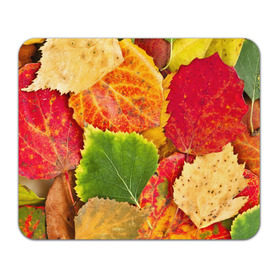 Коврик прямоугольный с принтом Осень в Санкт-Петербурге, натуральный каучук | размер 230 х 185 мм; запечатка лицевой стороны | Тематика изображения на принте: берёза | дары осени | жёлтый | зелёный | золотой | краски | красный | красота | листва | листья | наряд | оранжевый | осень | осина | покров | природа