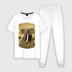 Мужская пижама хлопок с принтом Могучий слон в Санкт-Петербурге, 100% хлопок | брюки и футболка прямого кроя, без карманов, на брюках мягкая резинка на поясе и по низу штанин
 | elephant | африка | бивни | джунгли | мамонт | савана | сафари | слон | хобот