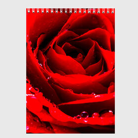 Скетчбук с принтом Роза в Санкт-Петербурге, 100% бумага
 | 48 листов, плотность листов — 100 г/м2, плотность картонной обложки — 250 г/м2. Листы скреплены сверху удобной пружинной спиралью | роза | розовая | розы | романтика | цветы