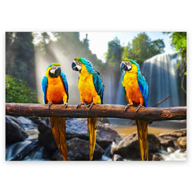 Поздравительная открытка с принтом Экзотические попугаи в Санкт-Петербурге, 100% бумага | плотность бумаги 280 г/м2, матовая, на обратной стороне линовка и место для марки
 | джунгли | клюв | острова | перья | попугай | птица | тропики | экзотика