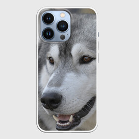 Чехол для iPhone 13 Pro с принтом Хаски в Санкт-Петербурге,  |  | собака | собаки | хаски
