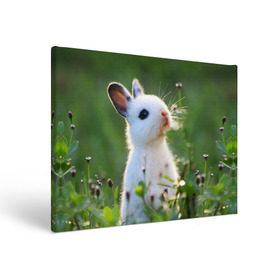Холст прямоугольный с принтом Кролик в Санкт-Петербурге, 100% ПВХ |  | animal | baby | cute | flowers | fluffy | hare | lawn | little | meadow | rabbit | животное | заяц | кролик | луг | лужайка | маленький | малыш | милый | пушистый | цветы