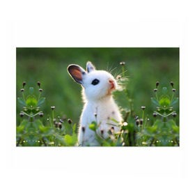 Бумага для упаковки 3D с принтом Кролик в Санкт-Петербурге, пластик и полированная сталь | круглая форма, металлическое крепление в виде кольца | Тематика изображения на принте: animal | baby | cute | flowers | fluffy | hare | lawn | little | meadow | rabbit | животное | заяц | кролик | луг | лужайка | маленький | малыш | милый | пушистый | цветы