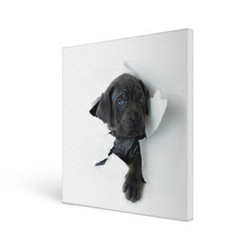 Холст квадратный с принтом щенок Кане Корсо в Санкт-Петербурге, 100% ПВХ |  | Тематика изображения на принте: animal | black | break | breed | dog | kid | paper | puppy | tear | torn | дог | животное | малыш | порода | прорыв | разрыв | рваная | собака | черный | щенок