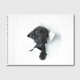 Альбом для рисования с принтом щенок Кане Корсо в Санкт-Петербурге, 100% бумага
 | матовая бумага, плотность 200 мг. | animal | black | break | breed | dog | kid | paper | puppy | tear | torn | дог | животное | малыш | порода | прорыв | разрыв | рваная | собака | черный | щенок