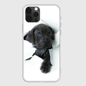 Чехол для iPhone 12 Pro с принтом щенок Кане Корсо в Санкт-Петербурге, силикон | область печати: задняя сторона чехла, без боковых панелей | animal | black | break | breed | dog | kid | paper | puppy | tear | torn | дог | животное | малыш | порода | прорыв | разрыв | рваная | собака | черный | щенок