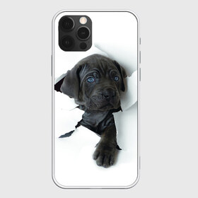 Чехол для iPhone 12 Pro Max с принтом щенок Кане Корсо в Санкт-Петербурге, Силикон |  | Тематика изображения на принте: animal | black | break | breed | dog | kid | paper | puppy | tear | torn | дог | животное | малыш | порода | прорыв | разрыв | рваная | собака | черный | щенок