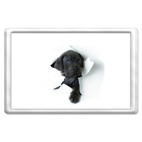 Магнит 45*70 с принтом щенок Кане Корсо в Санкт-Петербурге, Пластик | Размер: 78*52 мм; Размер печати: 70*45 | animal | black | break | breed | dog | kid | paper | puppy | tear | torn | дог | животное | малыш | порода | прорыв | разрыв | рваная | собака | черный | щенок