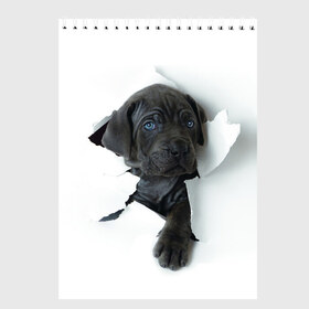 Скетчбук с принтом щенок Кане Корсо в Санкт-Петербурге, 100% бумага
 | 48 листов, плотность листов — 100 г/м2, плотность картонной обложки — 250 г/м2. Листы скреплены сверху удобной пружинной спиралью | animal | black | break | breed | dog | kid | paper | puppy | tear | torn | дог | животное | малыш | порода | прорыв | разрыв | рваная | собака | черный | щенок