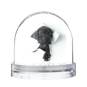 Снежный шар с принтом щенок Кане Корсо в Санкт-Петербурге, Пластик | Изображение внутри шара печатается на глянцевой фотобумаге с двух сторон | Тематика изображения на принте: animal | black | break | breed | dog | kid | paper | puppy | tear | torn | дог | животное | малыш | порода | прорыв | разрыв | рваная | собака | черный | щенок