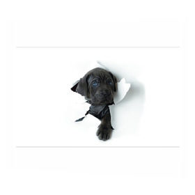 Бумага для упаковки 3D с принтом щенок Кане Корсо в Санкт-Петербурге, пластик и полированная сталь | круглая форма, металлическое крепление в виде кольца | Тематика изображения на принте: animal | black | break | breed | dog | kid | paper | puppy | tear | torn | дог | животное | малыш | порода | прорыв | разрыв | рваная | собака | черный | щенок