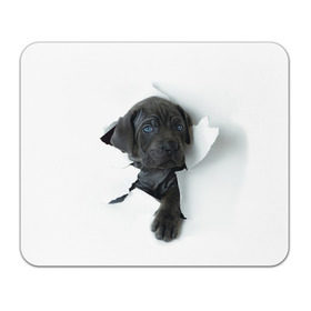 Коврик прямоугольный с принтом щенок Кане Корсо в Санкт-Петербурге, натуральный каучук | размер 230 х 185 мм; запечатка лицевой стороны | animal | black | break | breed | dog | kid | paper | puppy | tear | torn | дог | животное | малыш | порода | прорыв | разрыв | рваная | собака | черный | щенок