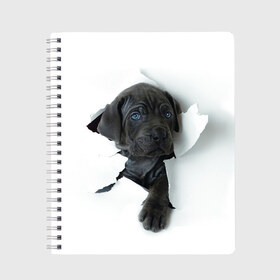 Тетрадь с принтом щенок Кане Корсо в Санкт-Петербурге, 100% бумага | 48 листов, плотность листов — 60 г/м2, плотность картонной обложки — 250 г/м2. Листы скреплены сбоку удобной пружинной спиралью. Уголки страниц и обложки скругленные. Цвет линий — светло-серый
 | Тематика изображения на принте: animal | black | break | breed | dog | kid | paper | puppy | tear | torn | дог | животное | малыш | порода | прорыв | разрыв | рваная | собака | черный | щенок