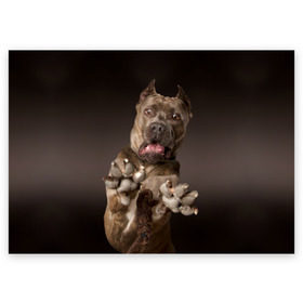 Поздравительная открытка с принтом Кане корсо в Санкт-Петербурге, 100% бумага | плотность бумаги 280 г/м2, матовая, на обратной стороне линовка и место для марки
 | animal | breed | brown | dog | fear | jump | legs | throw | бросок | дог | животное | испуг | коричневый | лапы | порода | прыжок | собака